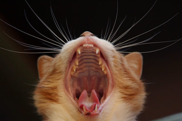 Gingivitis crònica en gats: Què és i com tractar-la