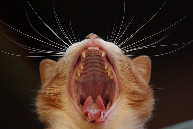 balsa Traducción zorro Gingivitis crónica en gatos: Qué es y cómo tratarla | SURvet