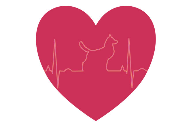 Arritmias Cardíacas en Perros: Qué son y Cómo se tratan SURvet