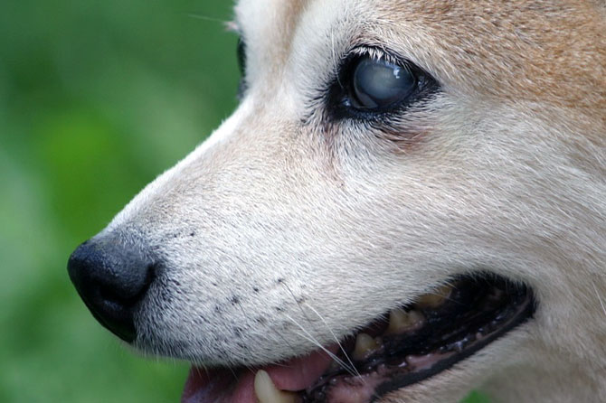 Himno Enfermedad Legado Cataratas en Perros y Gatos: Qué son, Tipos y Tratamiento