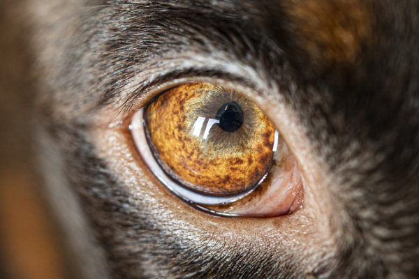 Glaucoma en gossos i gats: què és i com afecta la visió?