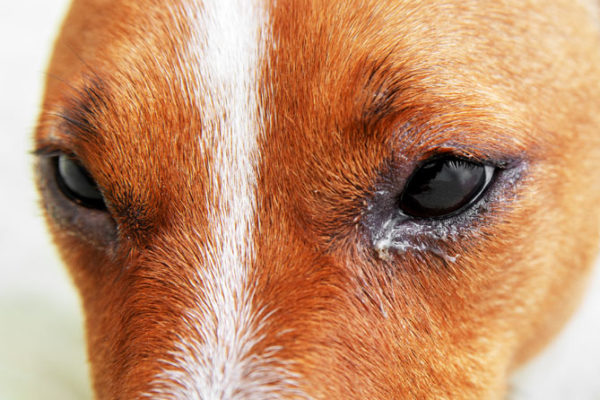 Conjuntivitis en gossos i gats. Què és i com es tracta?