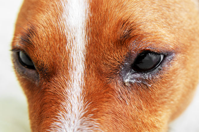 Conjuntivitis en perros y es, Causas y Cómo se Cura