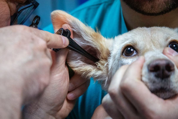 Otitis en gossos i gats: causes i tractament